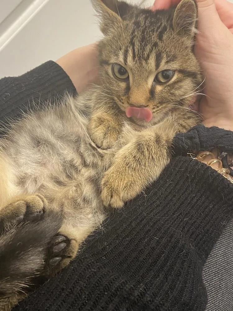 Lil Cece thumbnail 5