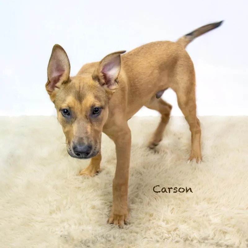 A baby medium-sized male Brown / Chocolate Shepherd dog named Carson for adoption in Northbrook, IL