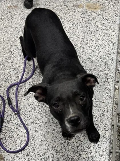 An adult medium-sized male Mixed Breed dog named Louie for adoption in West Chester, PA