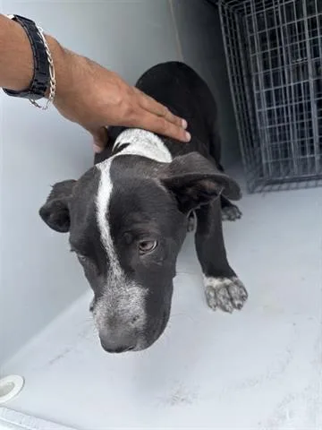 An adult medium-sized male Belgian Shepherd / Malinois dog named A for adoption in Houston, TX