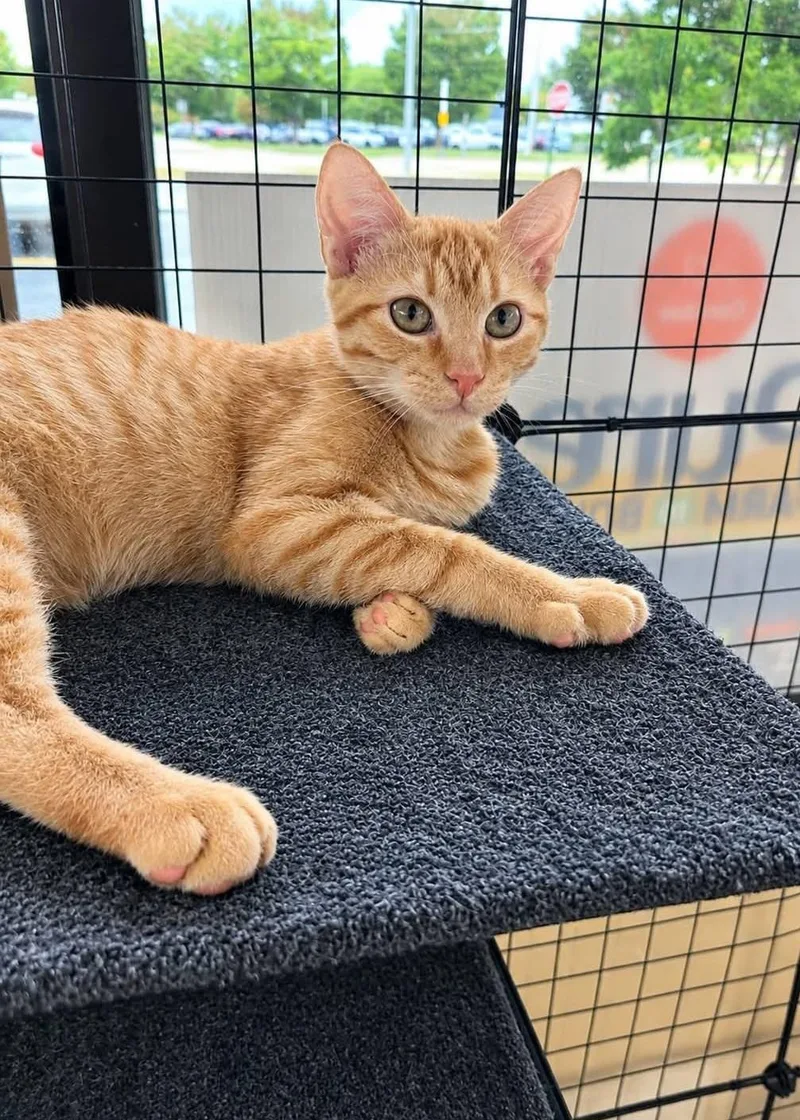A baby medium-sized male Tabby (Orange / Red) Domestic Short Hair cat named Dave and Phil for adoption in North East, MD