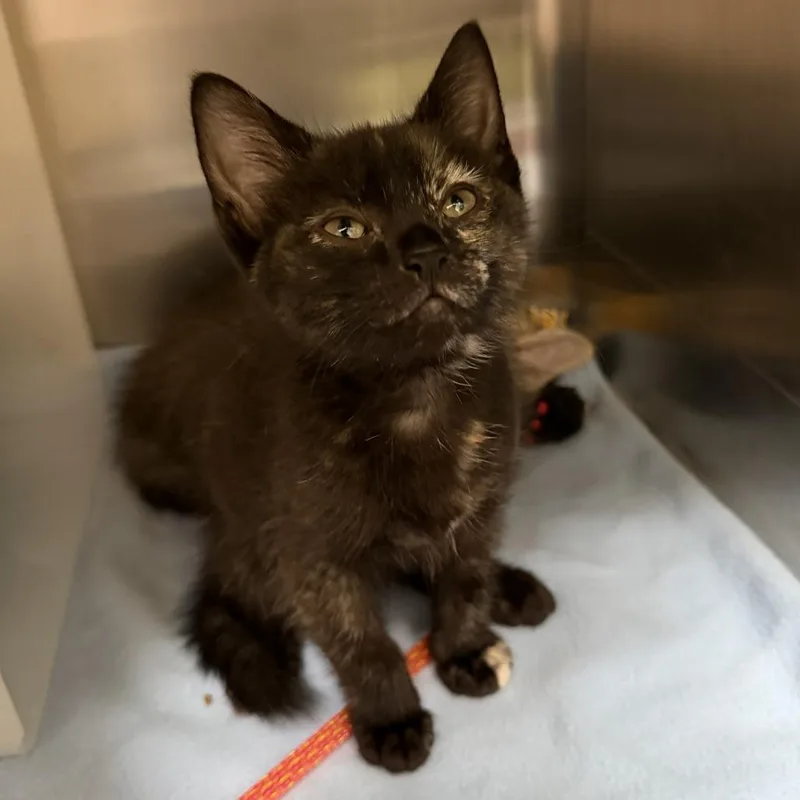 A baby small-sized female Domestic Short Hair cat named Yvonne De Carlo for adoption in Los Angeles, CA