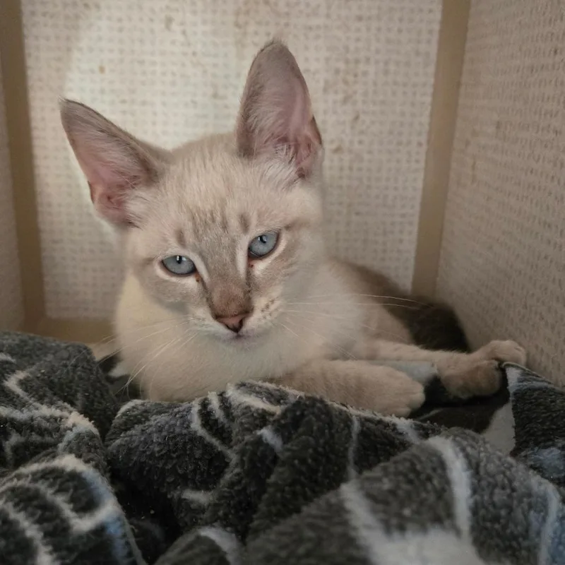 A baby medium-sized male Blue Point Domestic Short Hair cat named Cluck for adoption in Graham, TX