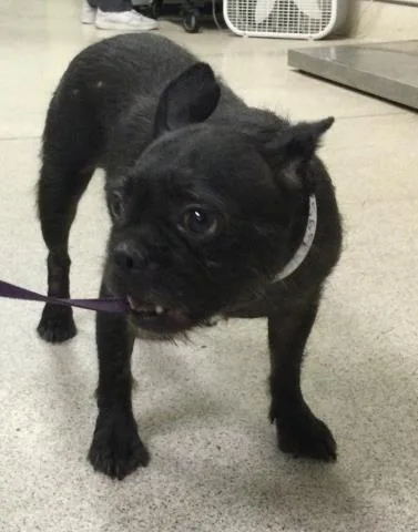 An adult small-sized female Terrier dog named Pearl for adoption in Riverside, CA