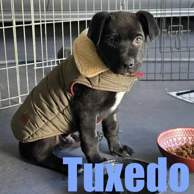 A baby large-sized male Terrier dog named Tuxedo for adoption in Ellicott City, MD