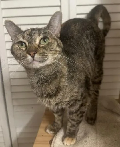 A baby small-sized female Domestic Short Hair cat named Maribel for adoption in Wilkesboro, NC