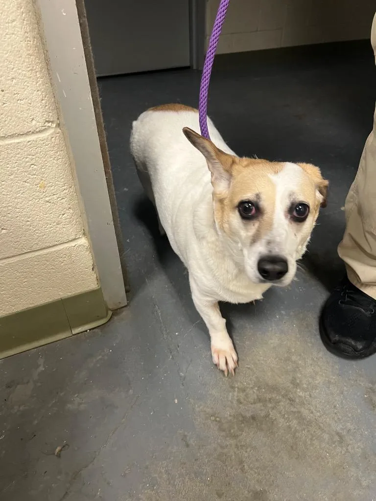 A senior medium-sized female Corgi dog named Eden for adoption in Winder, GA