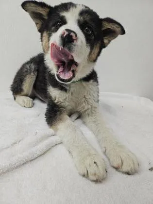 A young medium-sized female Australian Shepherd dog named Kisha for adoption in Phoenix, AZ