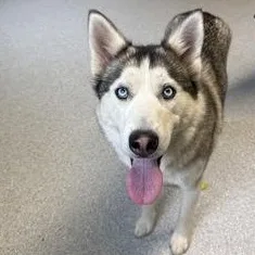 An adult medium-sized female Black Siberian Husky dog named Velma for adoption in Roseburg, OR
