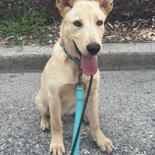 A baby medium-sized male Yellow / Tan / Blond / Fawn Mixed Breed dog named Cheerios for adoption in Toms River, NJ