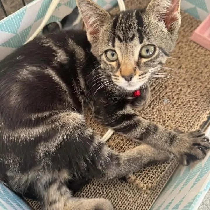 A baby medium-sized male Tabby (Brown / Chocolate) Domestic Short Hair cat named Brahma for adoption in Kentwood, MI