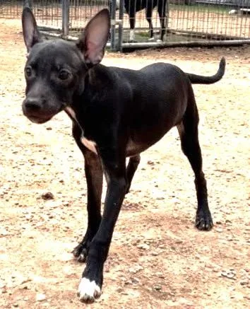 A young small-sized female Black Italian Greyhound dog named Lizzie for adoption in fort worth, TX