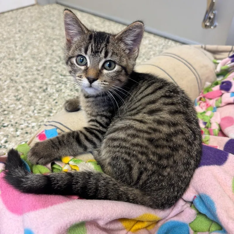 A baby small-sized female Domestic Short Hair cat named Penny for adoption in Cedar Rapids, IA