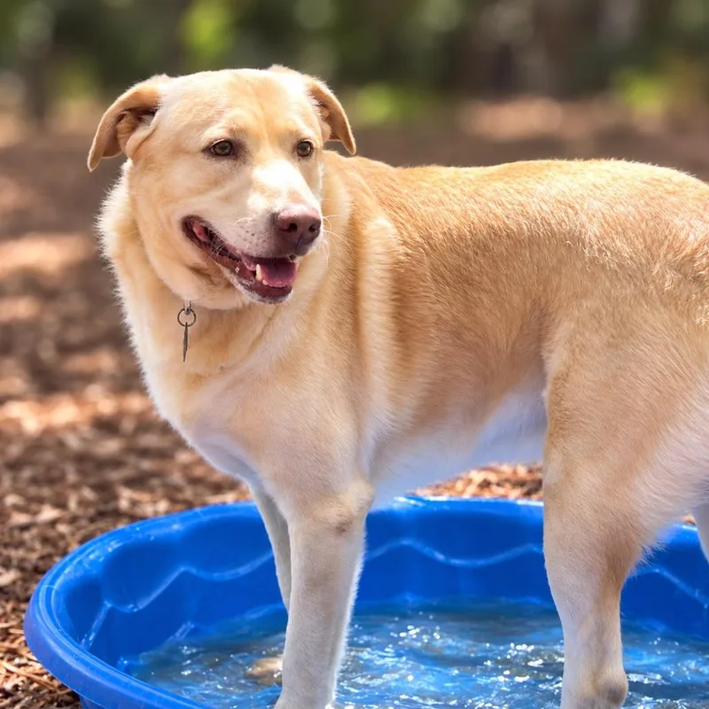 Hank thumbnail 3