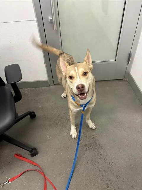 A young medium-sized male Husky dog named Benny for adoption in Mesa, AZ