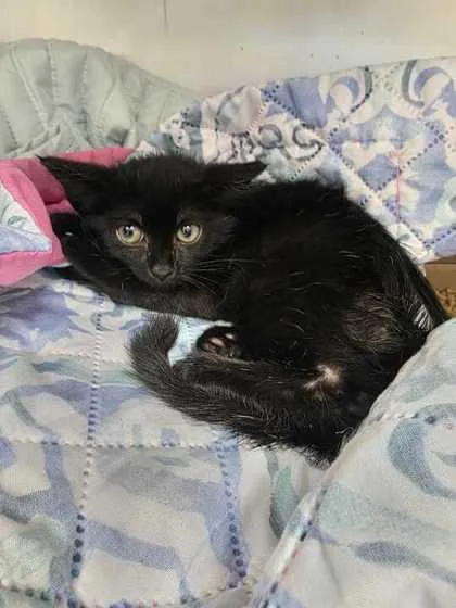 A baby small-sized female Domestic Short Hair cat named YoYo for adoption in Sevierville, TN