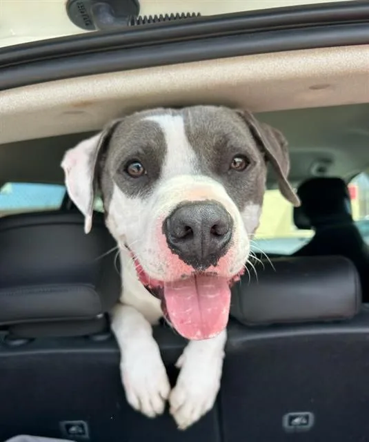 An adult large-sized male Pit Bull Terrier dog named Hunk for adoption in Chula Vista, CA