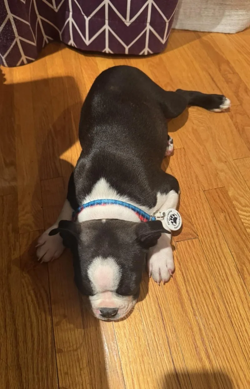A baby small-sized male Black Boston Terrier dog named Huey Mason for adoption in Akron, NY