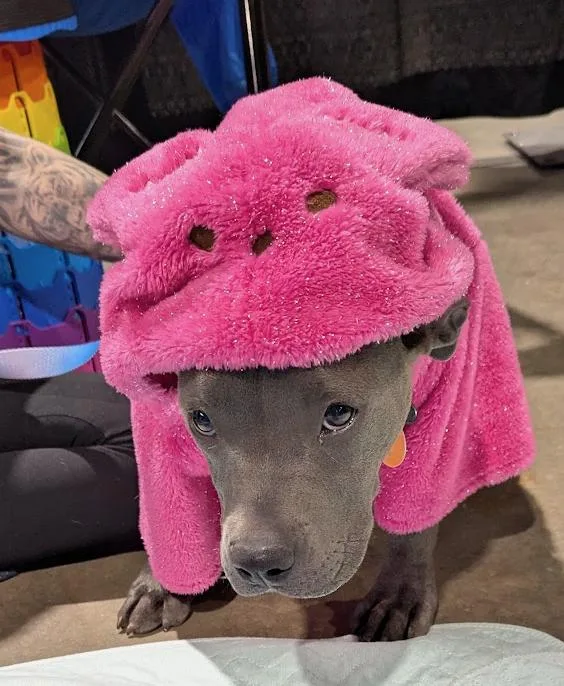 A baby medium-sized female Gray / Blue / Silver Pit Bull Terrier dog named Harmony for adoption in TULSA, OK