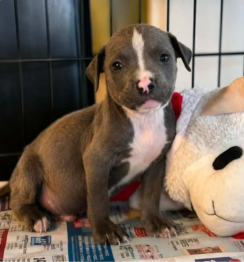 A baby medium-sized male Pit Bull Terrier dog named Ra'Keebie for adoption in El Dorado, AR