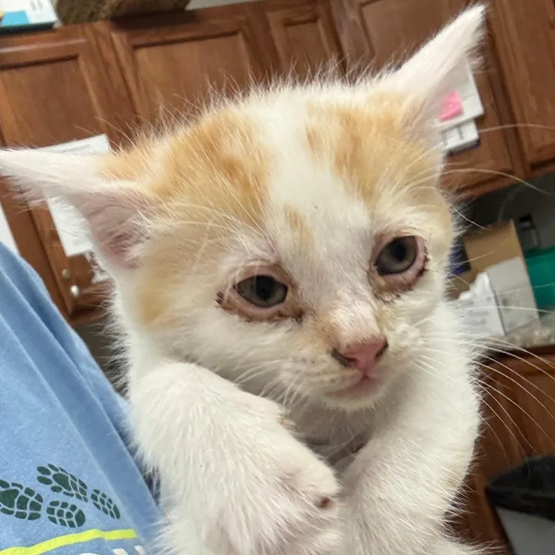 A baby small-sized male White Domestic Short Hair cat named Lance U for adoption in Tupelo, MS