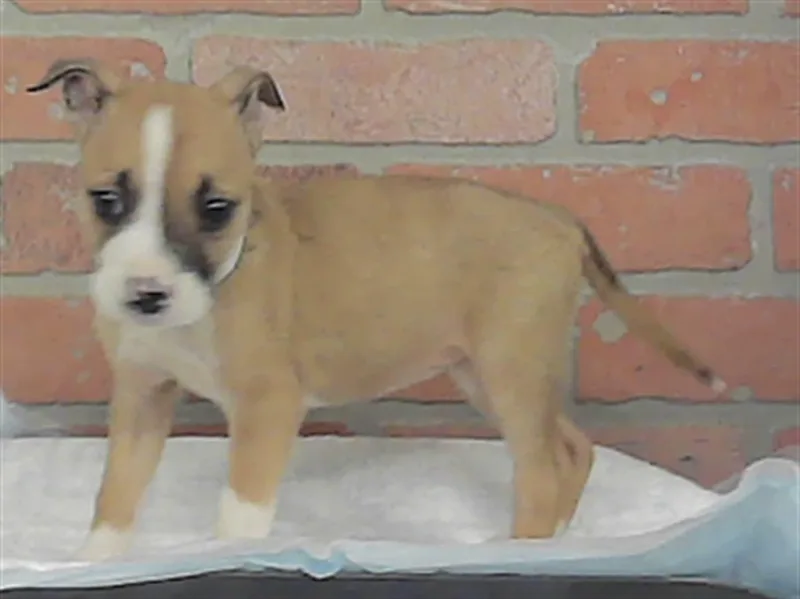 A baby small-sized female Labrador Retriever dog named A for adoption in Houston, TX