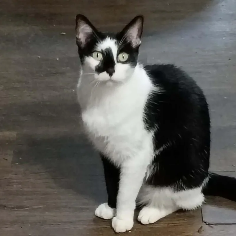A young medium-sized female Black Domestic Short Hair cat named Margo for adoption in Santa Fe, TX