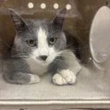 A senior medium-sized male Gray / Blue / Silver Domestic Short Hair cat named Ghost for adoption in Reno, NV