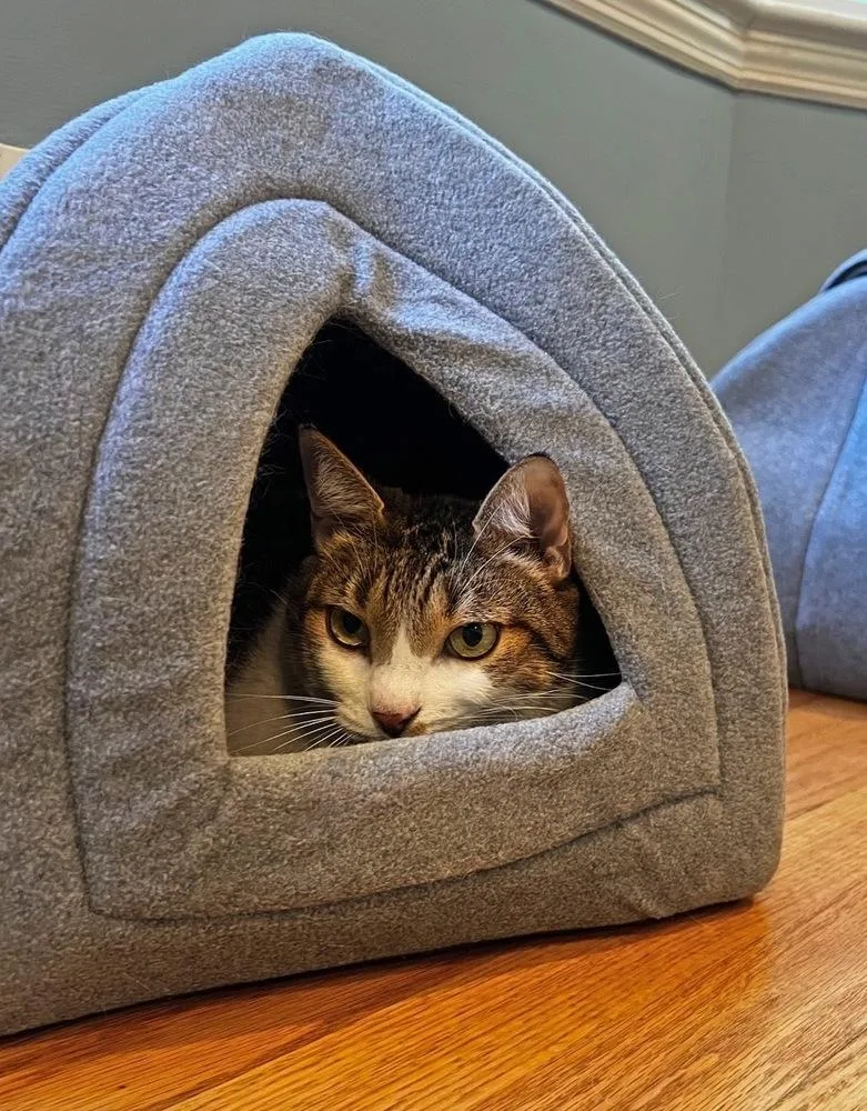 An adult medium-sized male Brown / Chocolate Domestic Short Hair cat named Pipo for adoption in Silver Spring, MD
