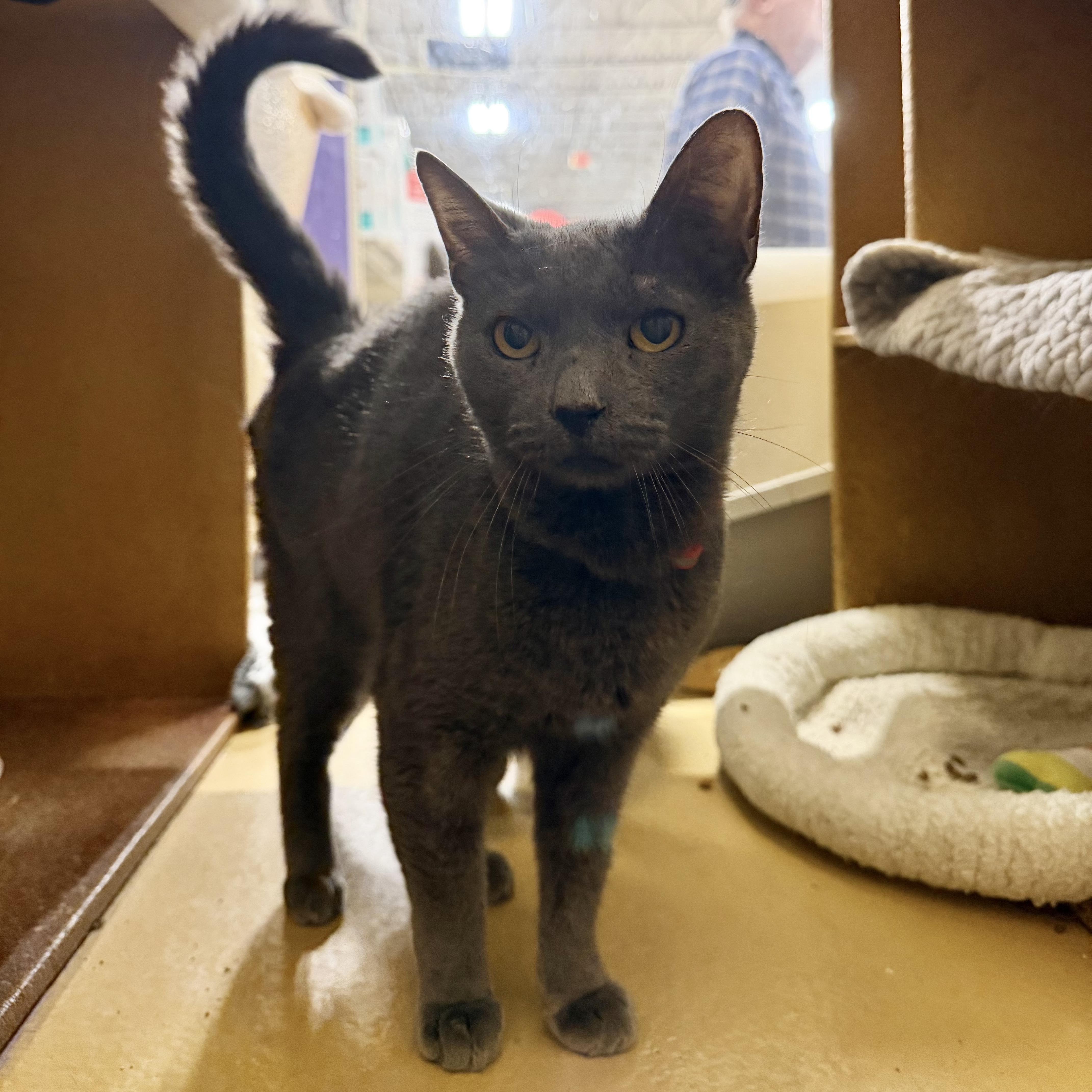 An adult large-sized male Gray / Blue / Silver Russian Blue cat named Baron for adoption in Manhattan Beach, CA