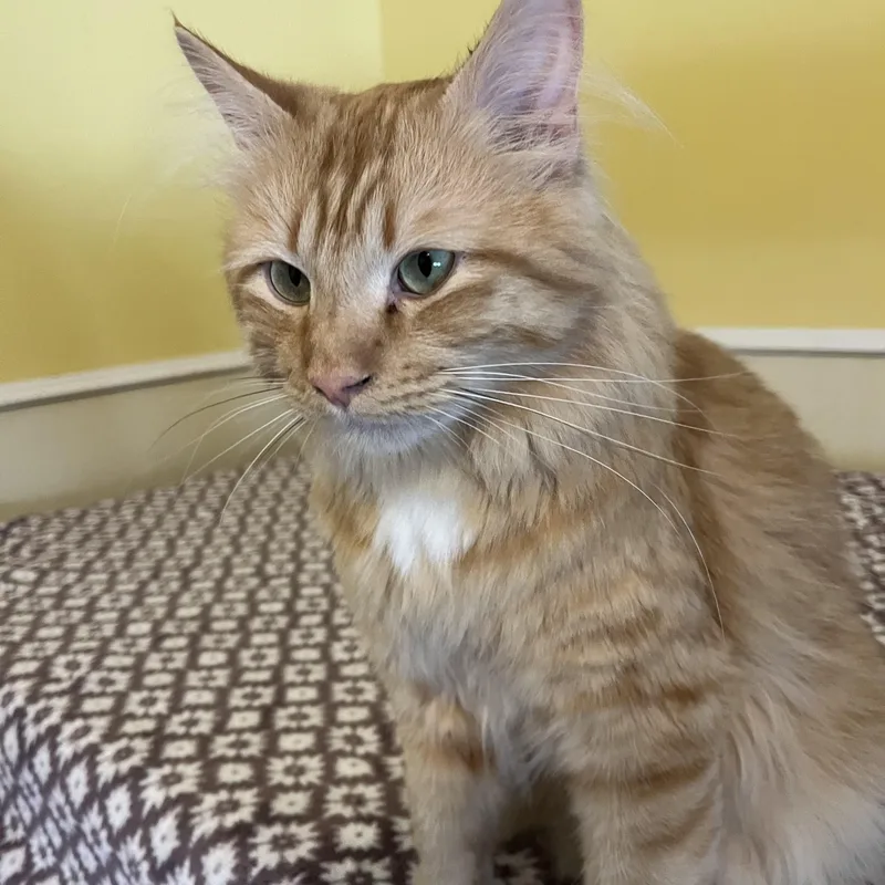 An adult medium-sized male Tabby (Orange / Red) Domestic Medium Hair cat named Griffin for adoption in Moline, IL