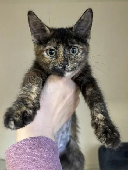 A baby medium-sized female Domestic Short Hair cat named Mia I AM for adoption in East Brookfield, MA