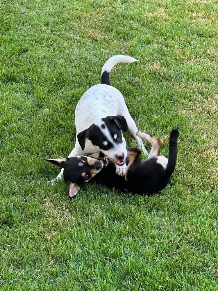 A baby small-sized male Tricolor (Brown, Black, & White) Terrier dog named Travis for adoption in New Bedford, MA