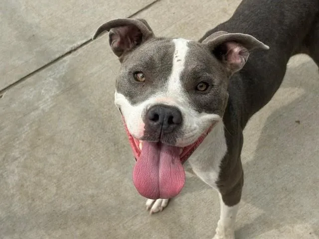 A young medium-sized female Pit Bull Terrier dog named Cheezit for adoption in Tulsa, OK