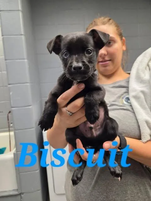 A baby medium-sized male Hound dog named Biscuit for adoption in Livingston, LA