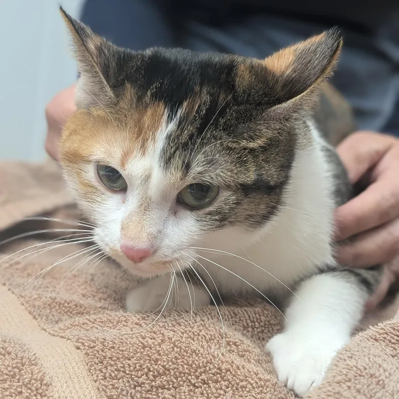 A young medium-sized female Calico Domestic Short Hair cat named Callie for adoption in Canton, IL