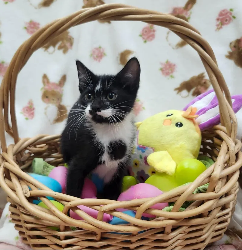 A baby small-sized female Domestic Short Hair cat named Frosty for adoption in Little Rock, AR