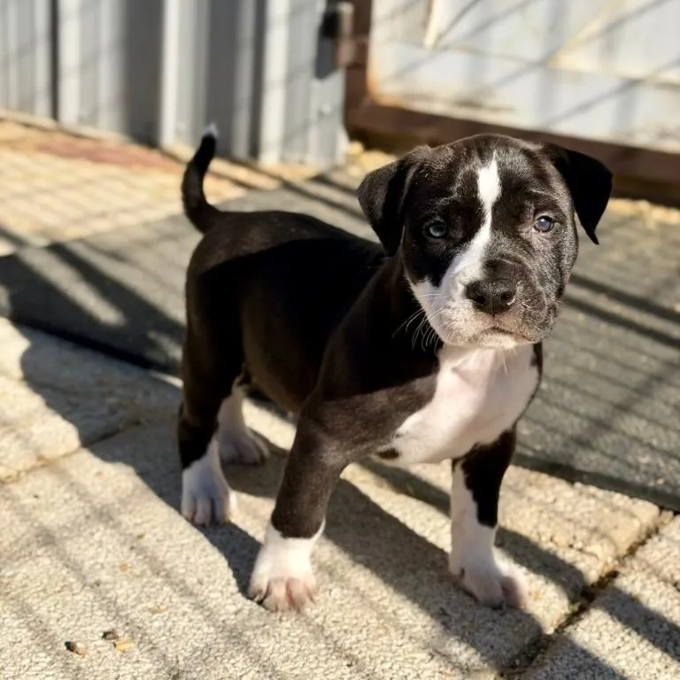 A baby small-sized male Black Mixed Breed dog named Bobsled for adoption in Gainesville, FL