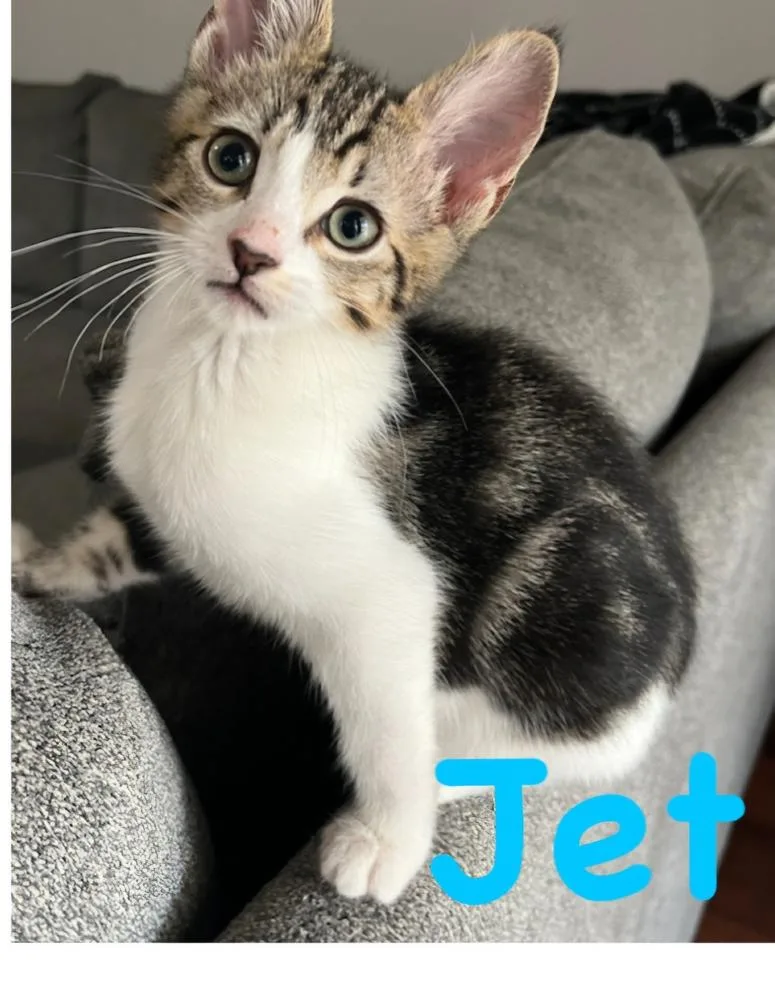A baby small-sized male Black & White / Tuxedo Domestic Short Hair cat named Jet for adoption in Vancouver, WA