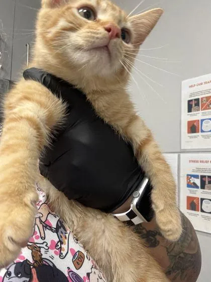 A young small-sized male Domestic Short Hair cat named Maui for adoption in Sevierville, TN