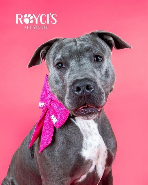 A young large-sized female Pit Bull Terrier dog named Nala for adoption in West Valley City, UT