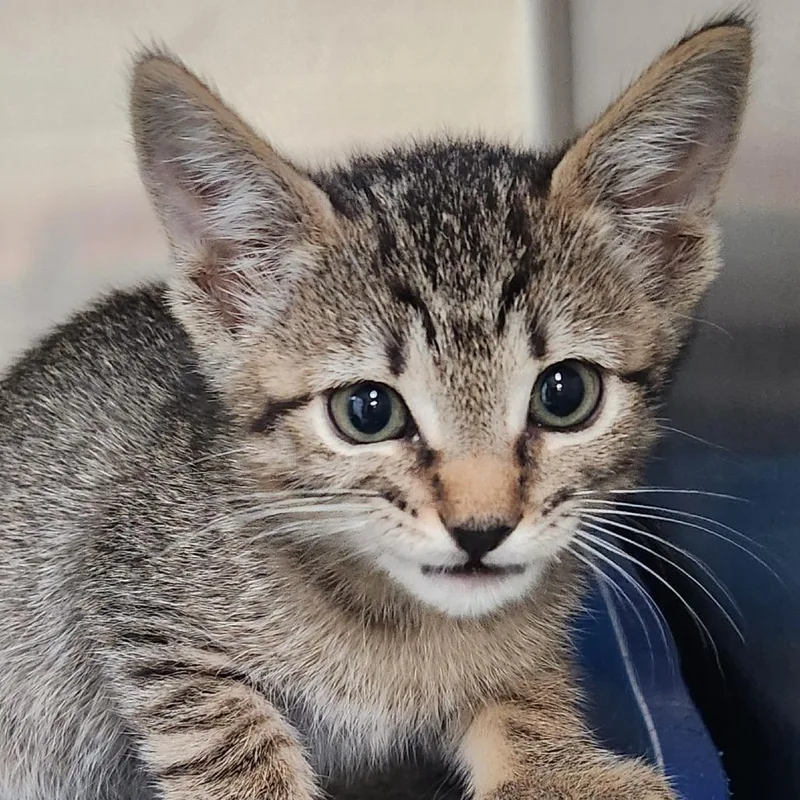 A baby small-sized female Brown / Chocolate Domestic Short Hair cat named Zara K for adoption in Corsicana, TX