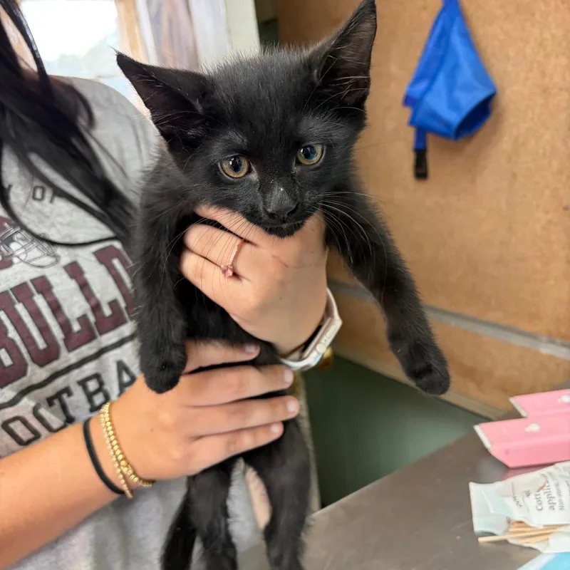 A baby small-sized male Black Domestic Short Hair cat named Shawn for adoption in West Point, MS