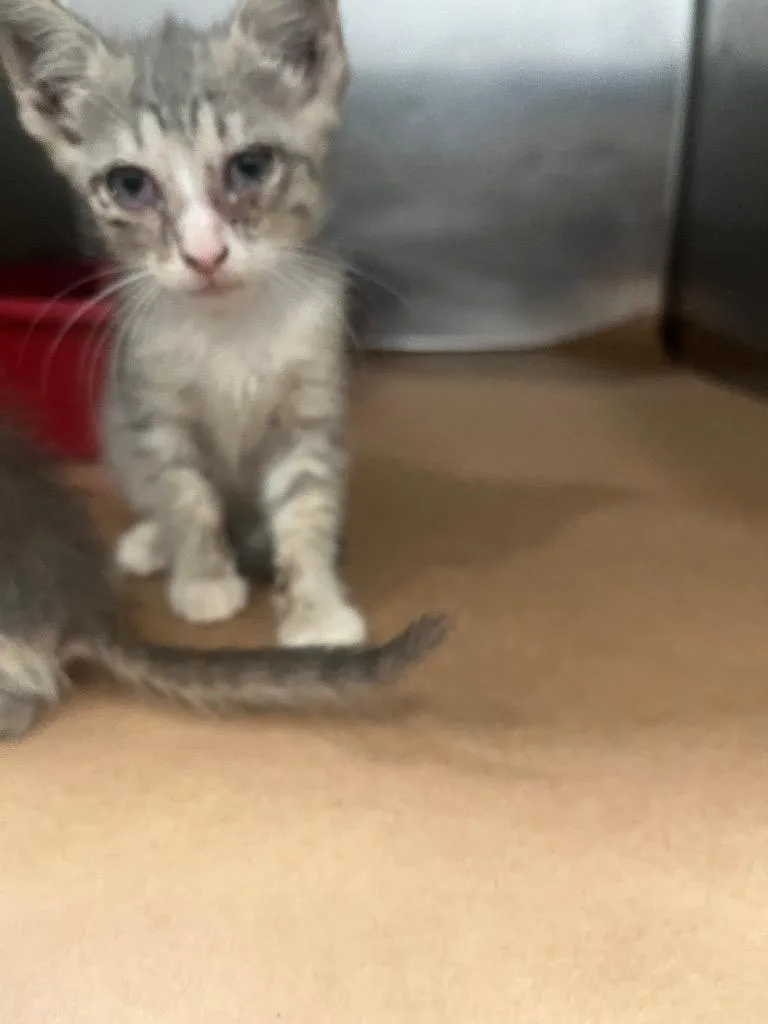 A baby small-sized female Domestic Short Hair cat named Kikyo for adoption in Cartersville , GA