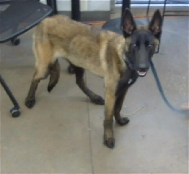 An adult large-sized male Mixed Breed dog named Hunter for adoption in Dallas, TX