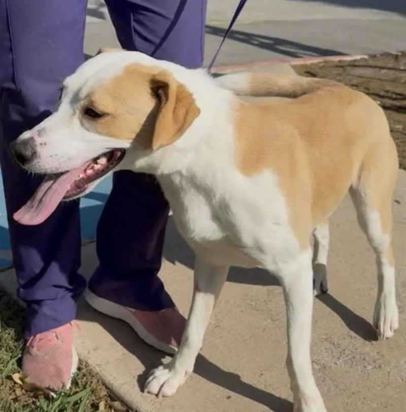 A young medium-sized male Retriever dog named Buster for adoption in Longview, TX