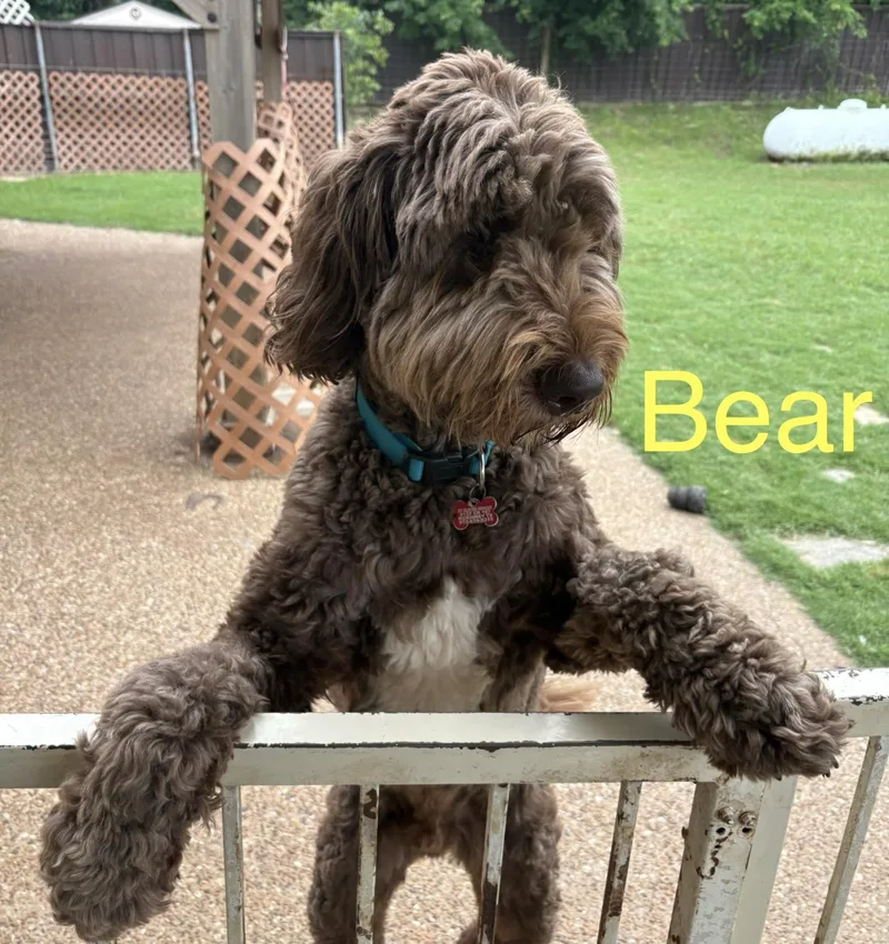 Bear