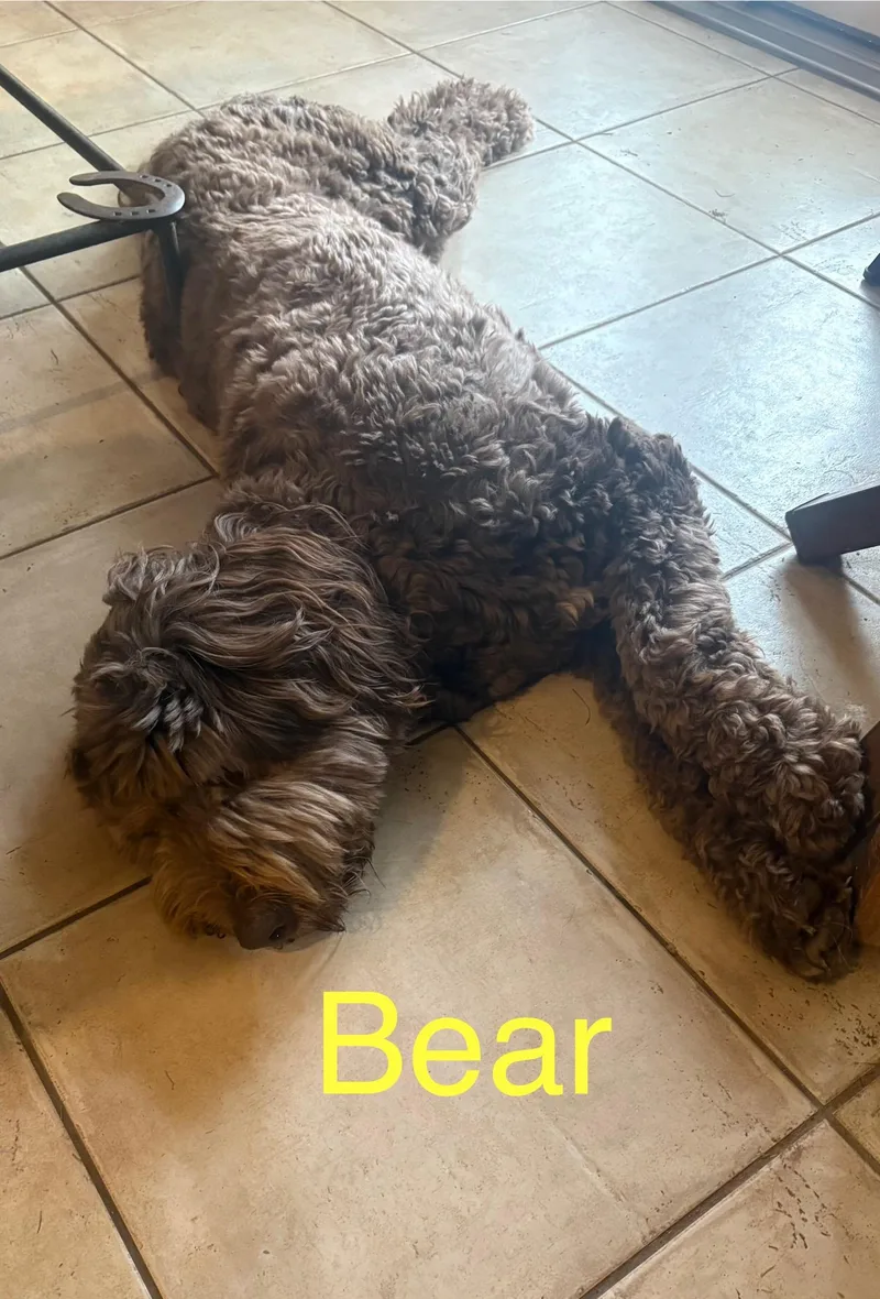 Bear thumbnail 2
