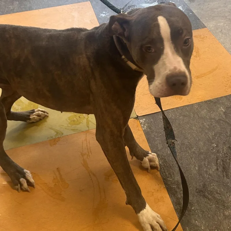 A young medium-sized female Brown / Chocolate Mixed Breed dog named Barlena for adoption in Philadelphia, PA