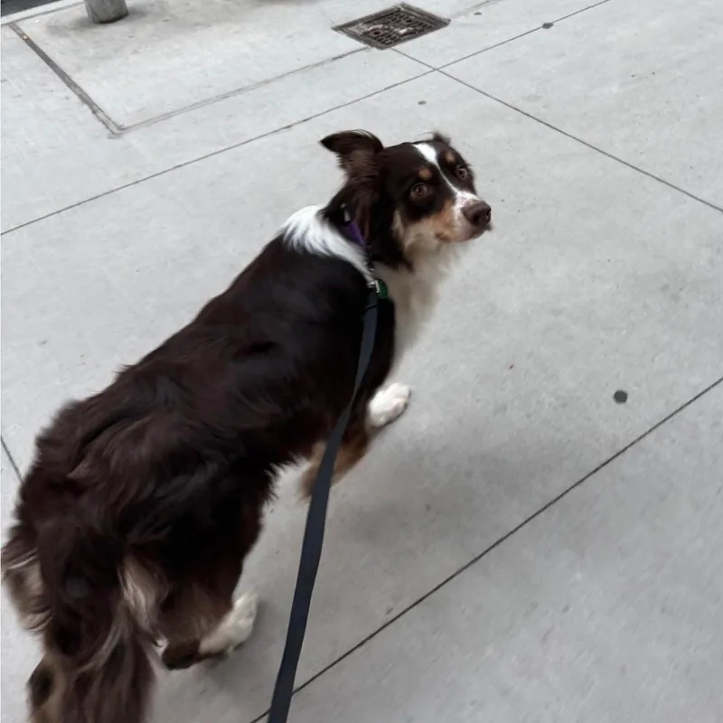 A young medium-sized female Australian Shepherd dog named Harley for adoption in Brooklyn, NY